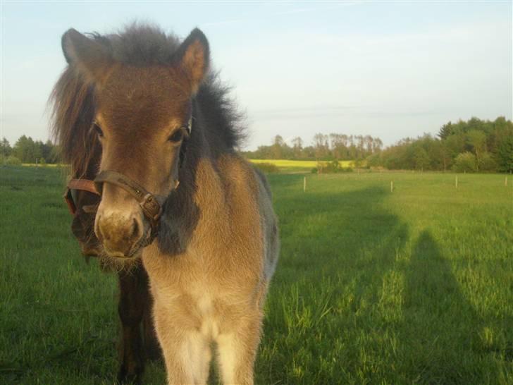 Islænder Ofeigur fra sortebrogård billede 12