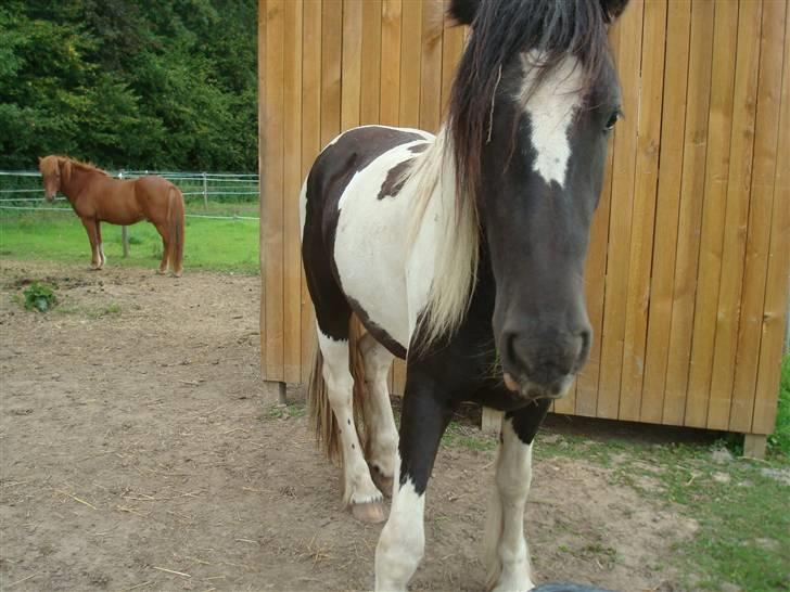 Anden særlig race Zelia   billede 6