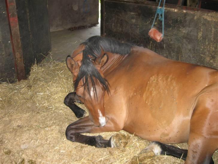 Dansk Varmblod Boulou billede 19