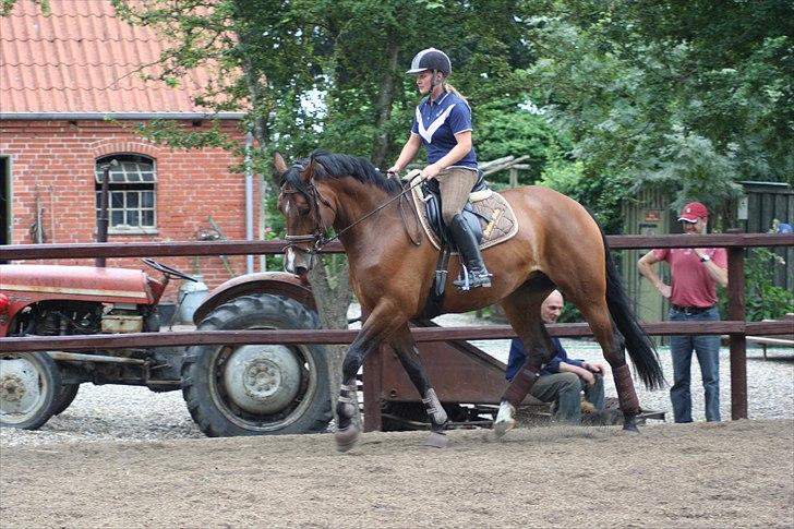 Dansk Varmblod Boulou billede 20