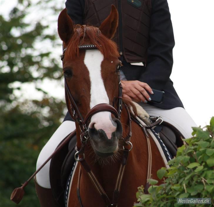 Welsh Pony (sec B) Creekmanns Cherie - hvem er den lækre pony rundt om hjørnet o; <33 billede 15