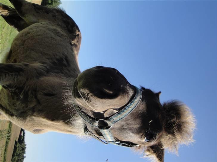 Islænder Ofeigur fra sortebrogård billede 13