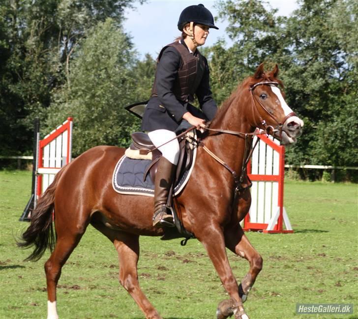 Welsh Pony (sec B) Creekmanns Cherie - Mesterskab Hjørring billede 16