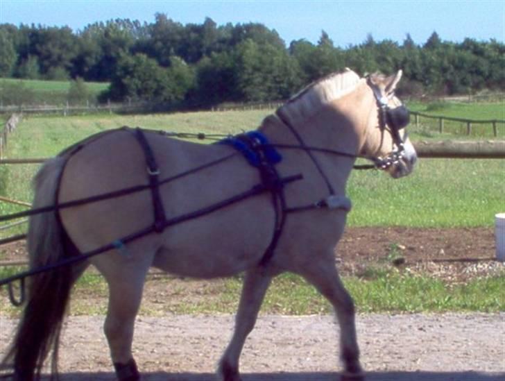 Fjordhest Ebbetorns Fjuri |SOLGT| billede 14