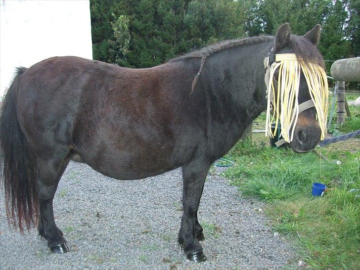 Shetlænder Tulle - Velkommen til Tulle´s profil, håber i nyder den :) billede 1