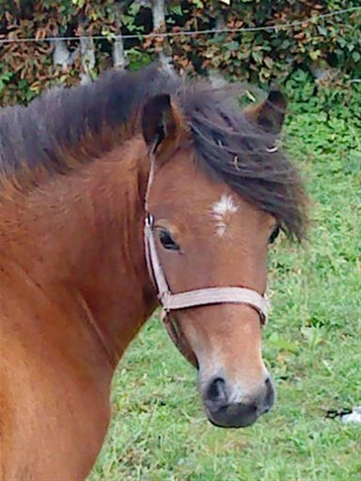 Anden særlig race Lille Gitte solgt/byttet billede 6