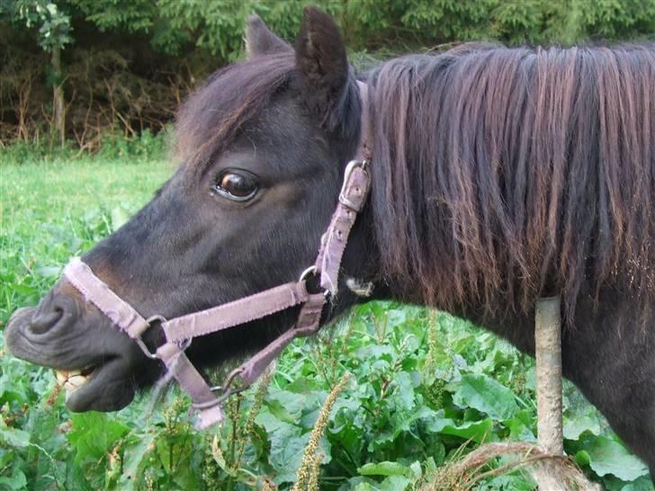 Shetlænder Tulle - Smiil :) billede 2
