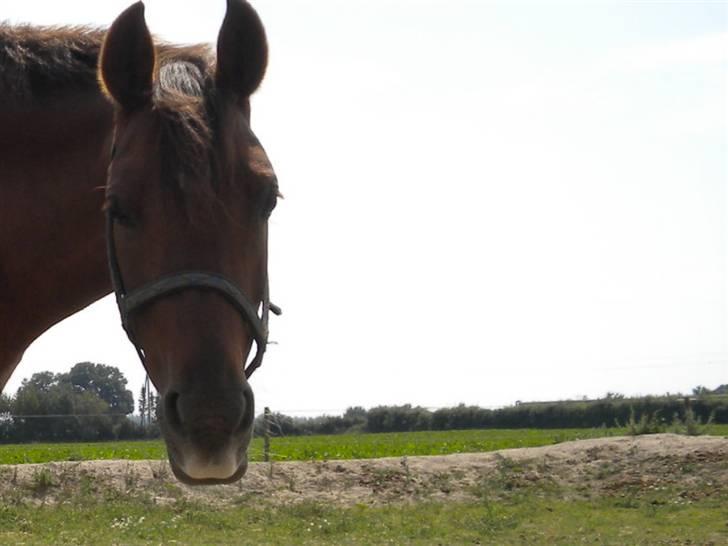 Anden særlig race flash/fersken solgt - smukke fersken billede 1