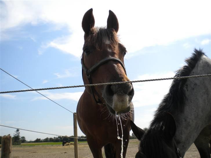 Anden særlig race flash/fersken solgt - hehe hun spilder på marlin  billede 2