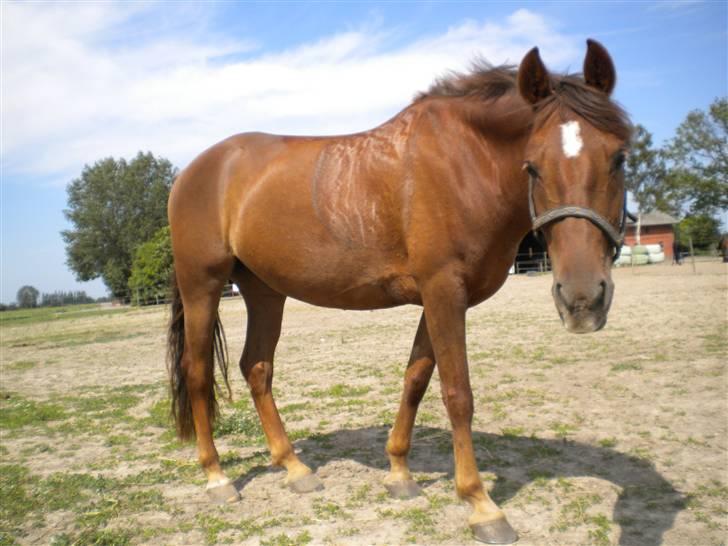 Anden særlig race flash/fersken solgt - for er du smuk  billede 3