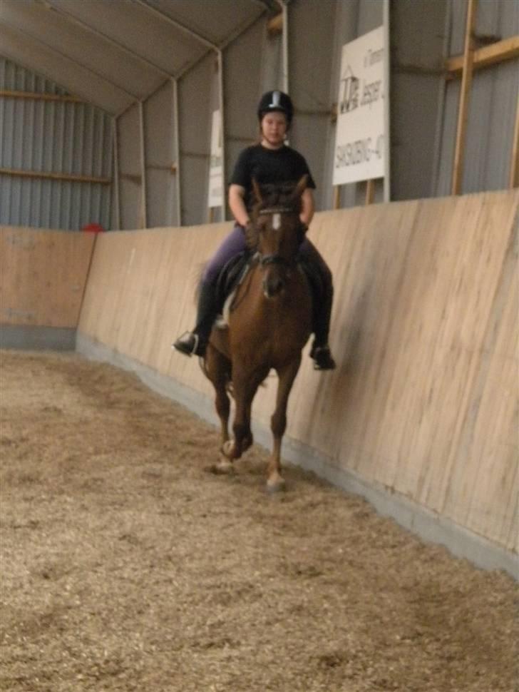 Anden særlig race flash/fersken solgt - mig der er ud og tøve på hinde billede 4