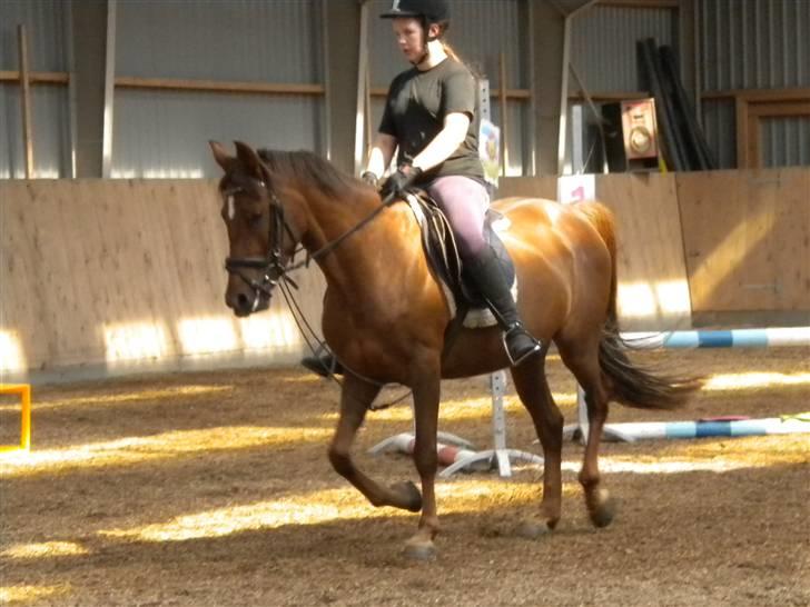 Anden særlig race flash/fersken solgt - jeg rider en lille tur på hende billede 5