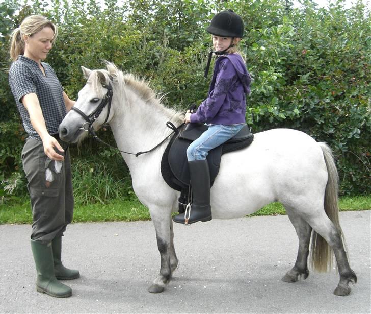 Anden særlig race Welsh mountain Mille SOLGT billede 9