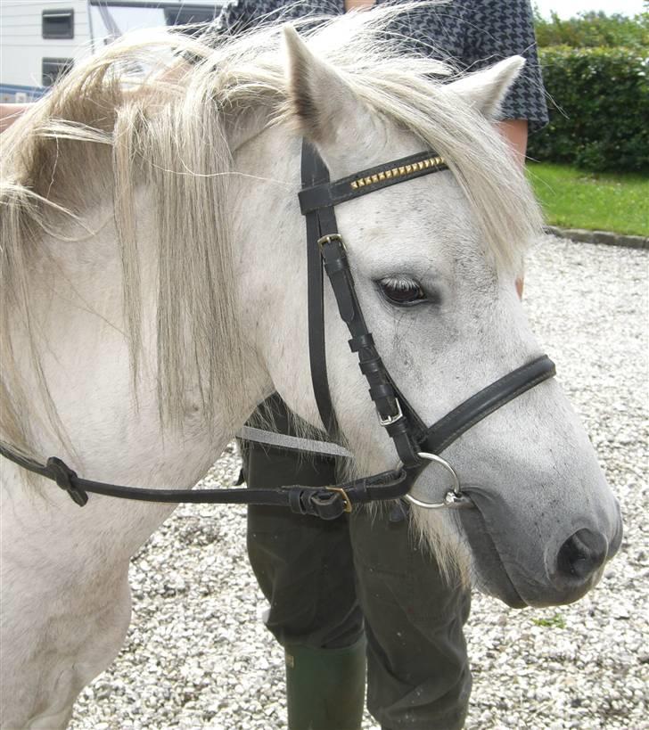 Anden særlig race Welsh mountain Mille SOLGT billede 10