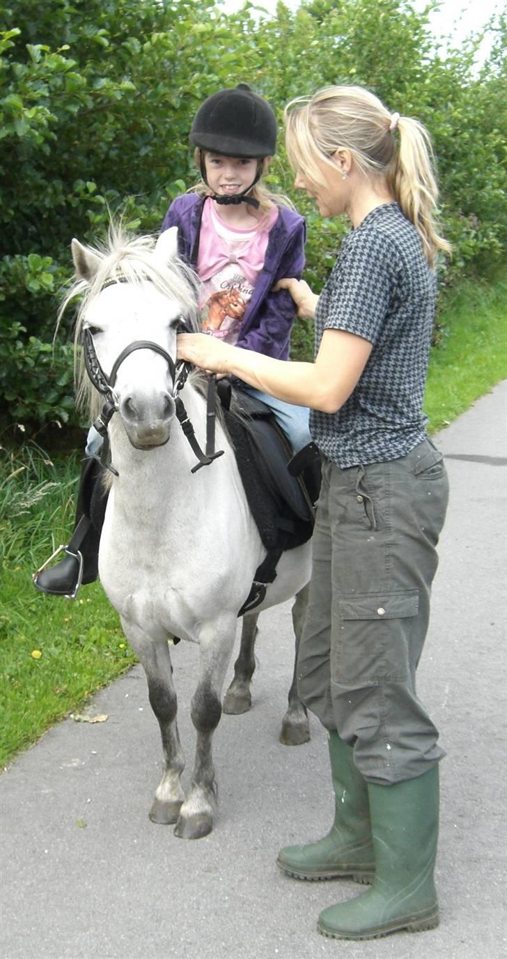 Anden særlig race Welsh mountain Mille SOLGT billede 11