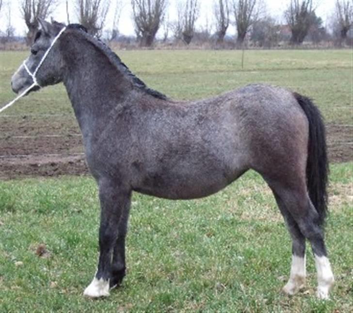 Welsh Mountain (sec A) Fakla Rose  - Vinter 08/09 billede 2