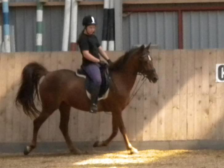 Anden særlig race flash/fersken solgt - smukke tøs billede 7