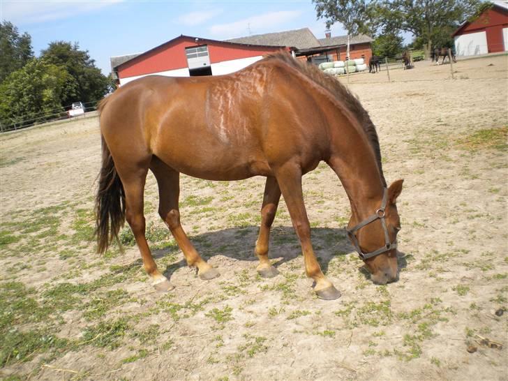 Anden særlig race flash/fersken solgt - der var en lille tot gras der  billede 8