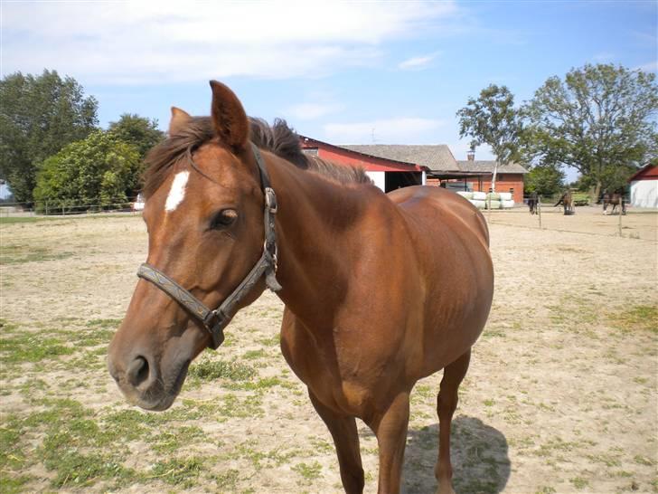 Anden særlig race flash/fersken solgt - hejsa smukke  billede 9