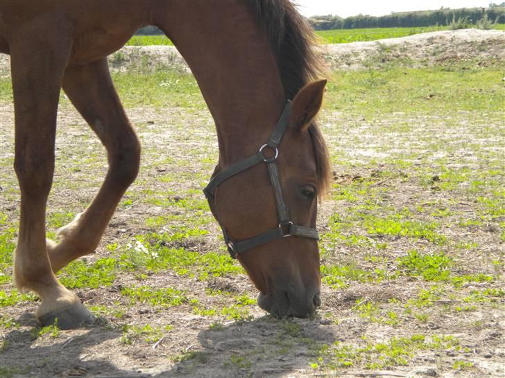 Anden særlig race flash/fersken solgt - namme nam billede 10