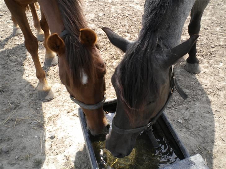 Anden særlig race flash/fersken solgt - fersken og marlin drikker billede 11