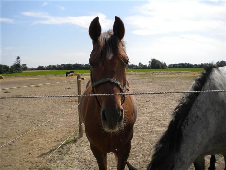 Anden særlig race flash/fersken solgt - hejsa tøs billede 12