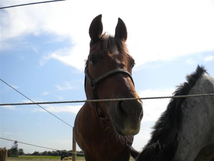 Anden særlig race flash/fersken solgt - hehe hvad har du fået øje på  billede 13