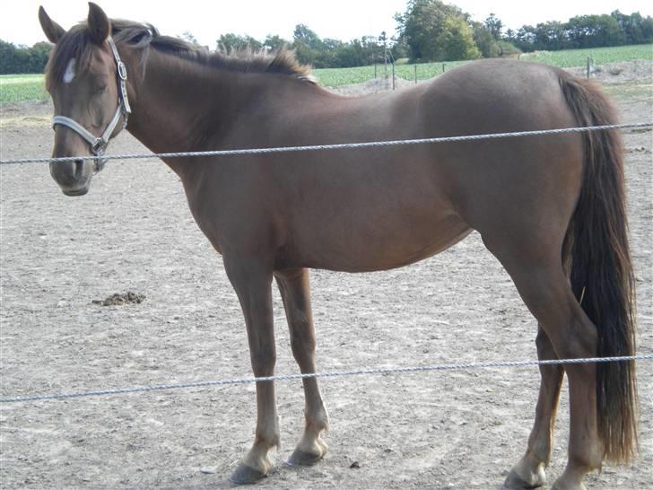 Anden særlig race flash/fersken solgt - hehe XD  billede 14