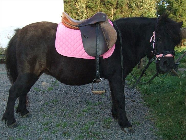 Shetlænder Lotte - Velkommen til Lotte´s profil, håber i nyder den :) billede 1