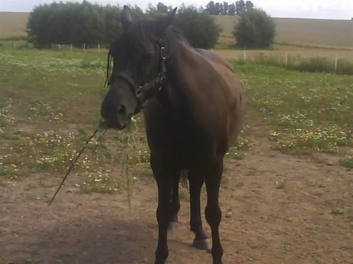 Anden særlig race Gabby billede 12