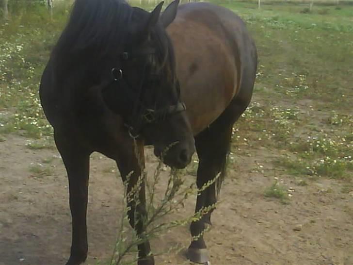 Anden særlig race Gabby billede 13