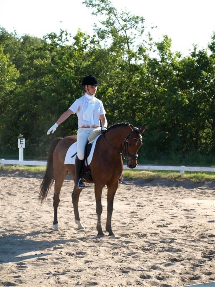 Hollandsk Sportspony Wester Aikemas Emiel <3  - la1 - vandt klassen med 200 point og 68,97% 2009 billede 16