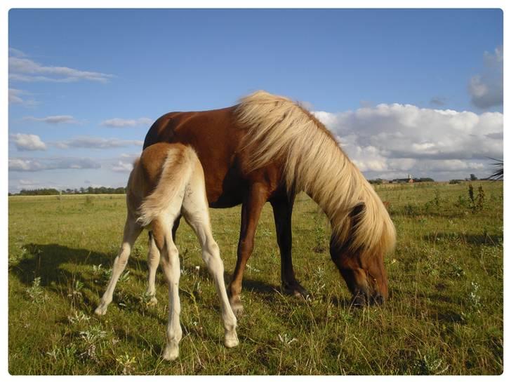 Islænder Frenja fra Ellidshøj  billede 10