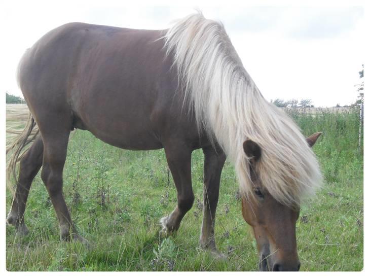 Islænder Frenja fra Ellidshøj  billede 11