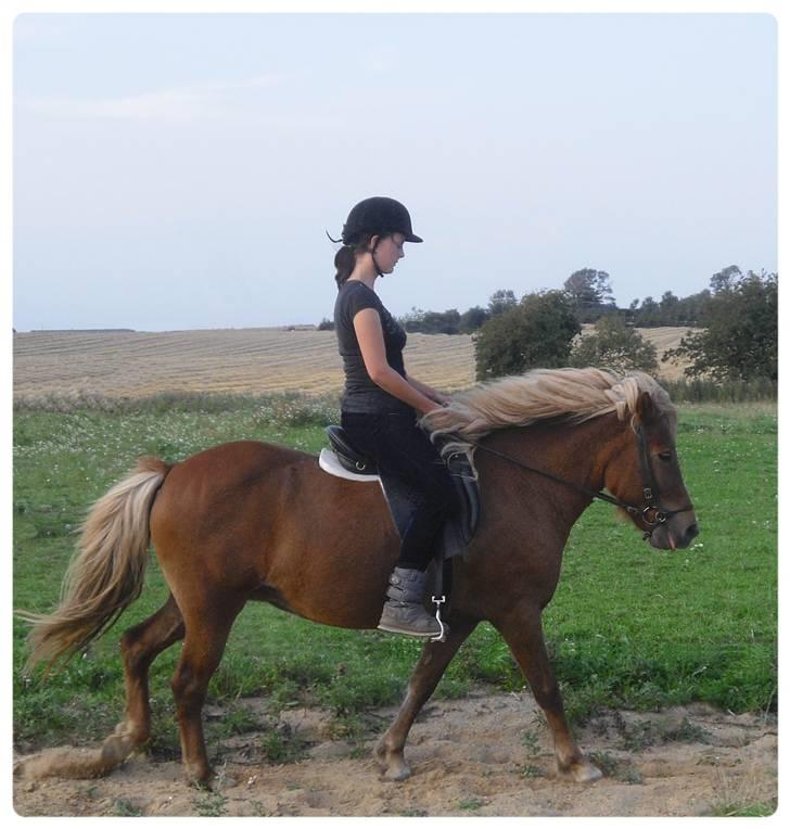 Islænder Frenja fra Ellidshøj  - første tur på Frenja i 5 måneder billede 12