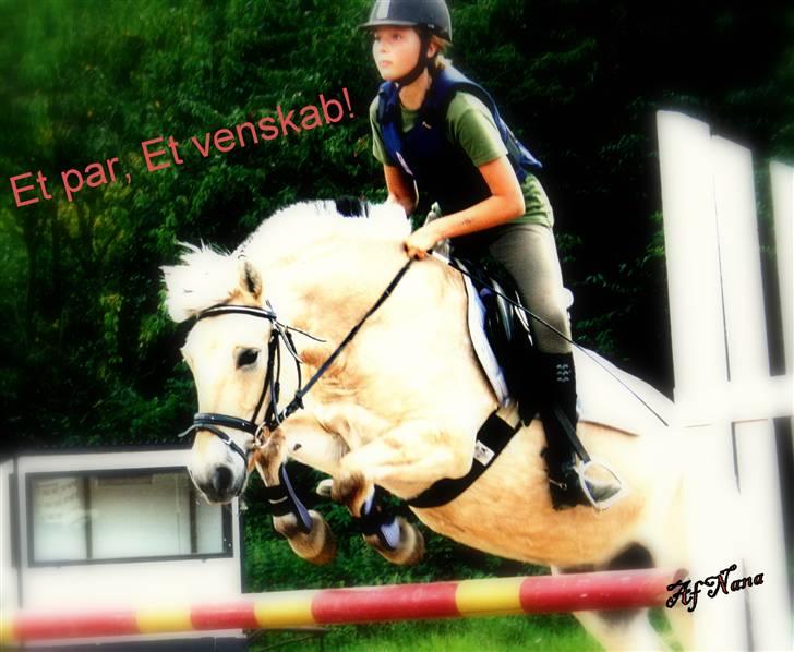 Fjordhest Elaiza Ore <3 |Gl part| - Velkommen til Elaiza´s profil. Håber i vil lægge en kommentar og en bedømmelse!  billede 1