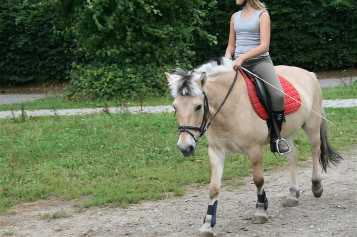 Fjordhest Elaiza Ore <3 |Gl part| - Første dag på Elaiza<3  Fotograf: Nana billede 2