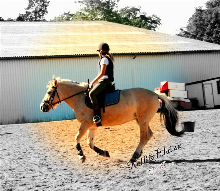 Fjordhest Elaiza Ore <3 |Gl part| - Wee ;D ;D Fotograf: Nana billede 3