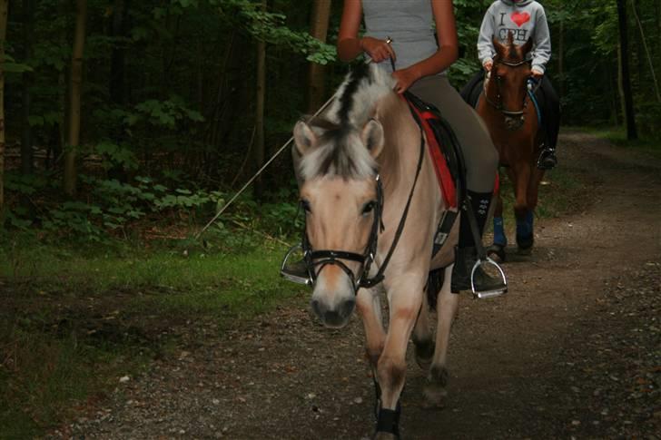 Fjordhest Elaiza Ore <3 |Gl part| - Elaiza og mig i skoven ;D Fotograf: Nana billede 5