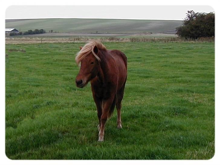 Islænder Frenja fra Ellidshøj  - Frenja 4 år billede 13