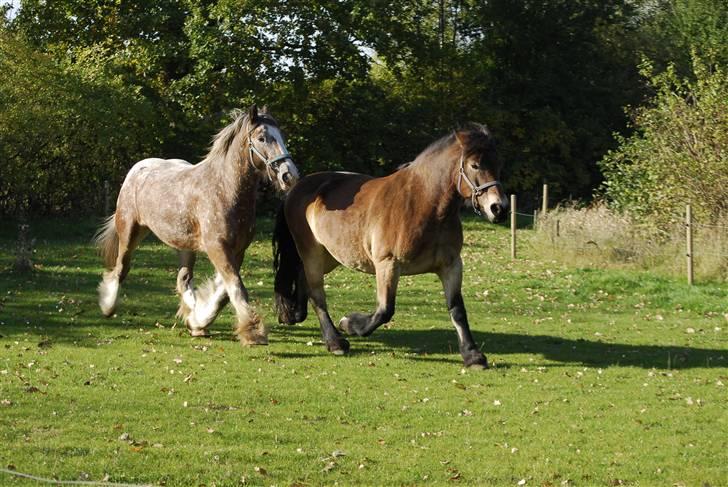 Nordsvensk Skovhest dalitsa - Dalitsa og hendes gl. kærlighed Sjors billede 5