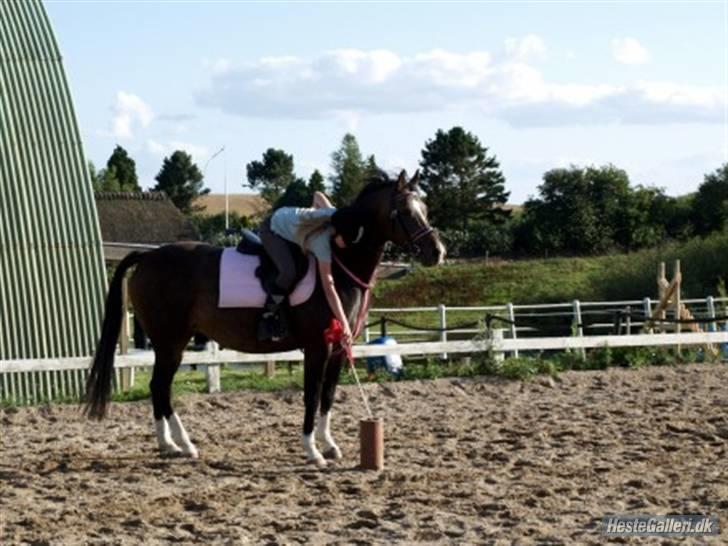 Welsh Partbred (Sec F) Eilers Cascade billede 9