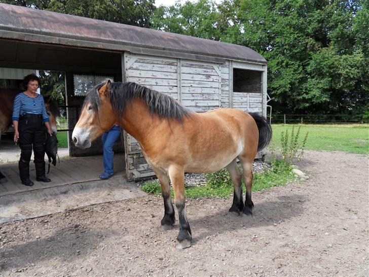 Nordsvensk Skovhest dalitsa - Dalitsas søn, Bjarke 3 år, helbror til Donna, og kun lidt størrer... billede 6