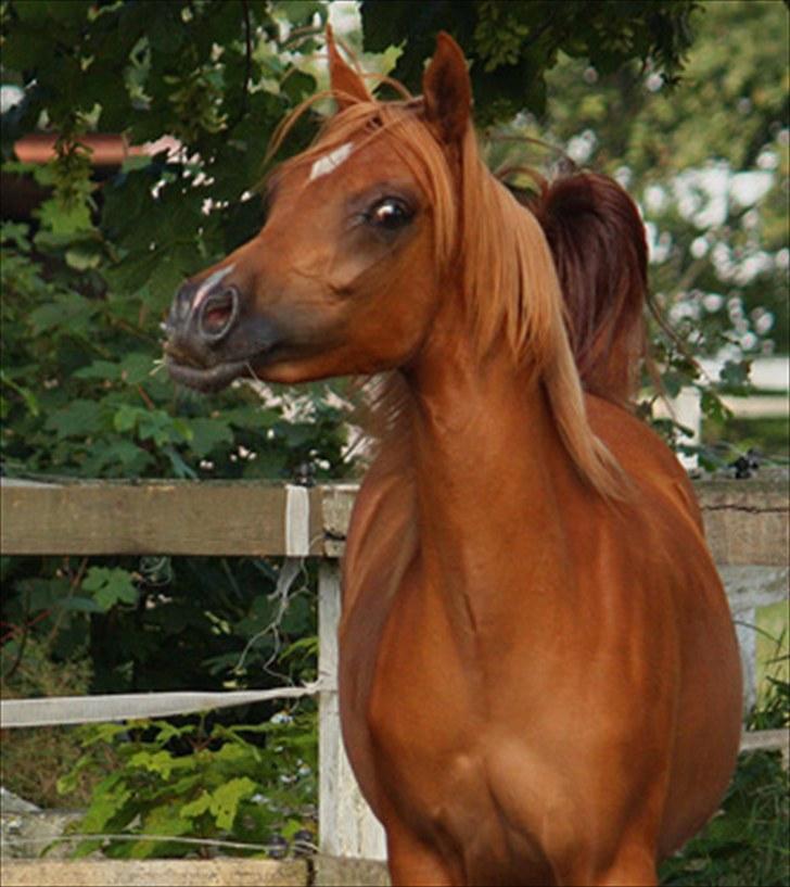 Arabisk fuldblod (OX) Waheds Nadia - Nadia aug 2010 - foto M.Ølgod billede 15