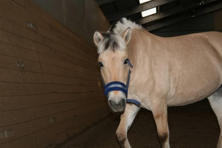 Fjordhest Elaiza Ore <3 |Gl part| - Elaiza fri i hallen ;D Fotograf: Nana  billede 6