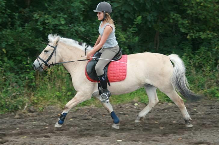 Fjordhest Elaiza Ore <3 |Gl part| - Øgning. Fotograf: Nana billede 7