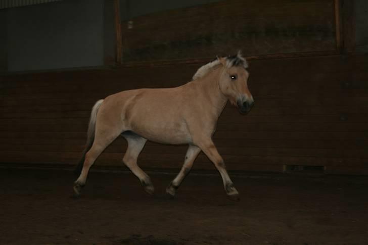 Fjordhest Elaiza Ore <3 |Gl part| - Elaiza fri i hallen ;D Fotograf: Nana  billede 8