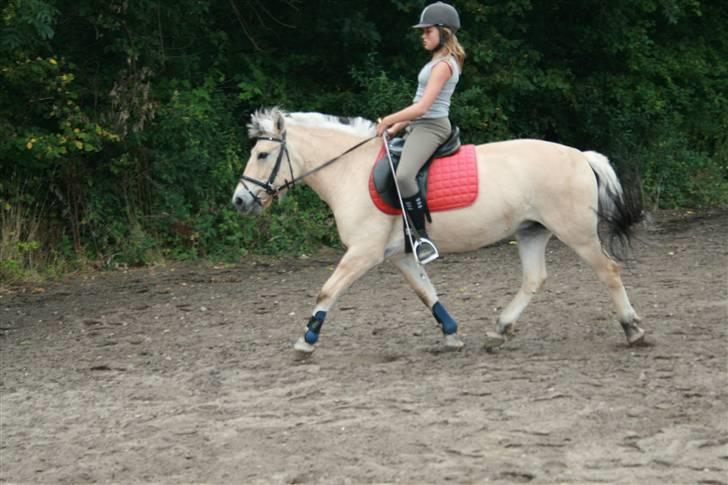 Fjordhest Elaiza Ore <3 |Gl part| - Dejlige Elaiza ;D Fotograf: Nana billede 9