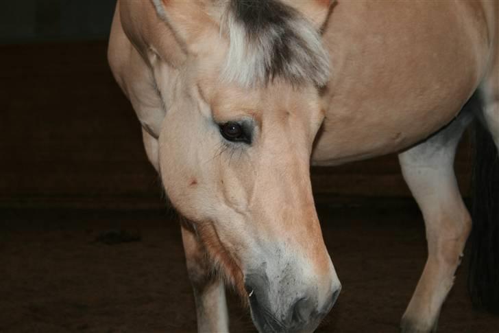 Fjordhest Elaiza Ore <3 |Gl part| - Dejlige Elaiza ;D Fotograf: Nana billede 11