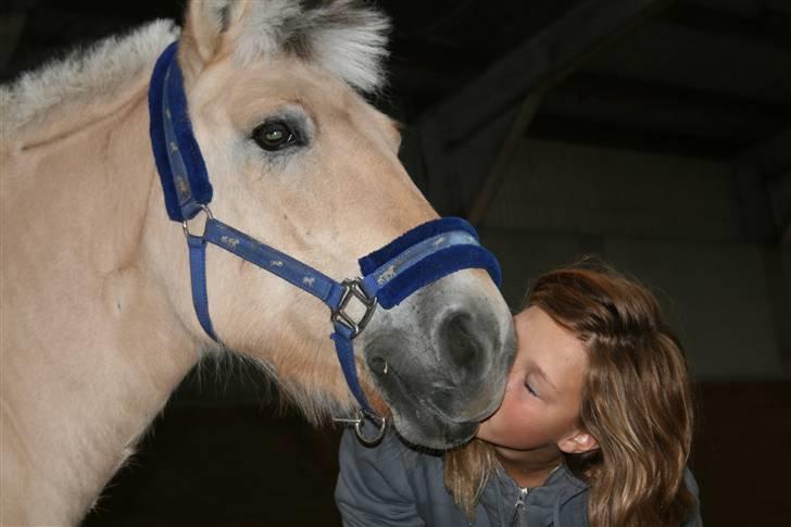 Fjordhest Elaiza Ore <3 |Gl part| - KYS :*!! Fotograf: Nana billede 12